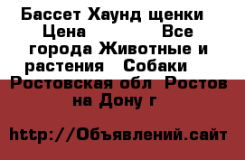 Бассет Хаунд щенки › Цена ­ 20 000 - Все города Животные и растения » Собаки   . Ростовская обл.,Ростов-на-Дону г.